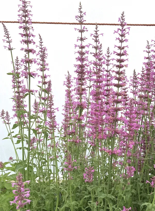 agastache rose mint seeds Agastache 'Rose Mint' – Kitchen Garden Plant Centre