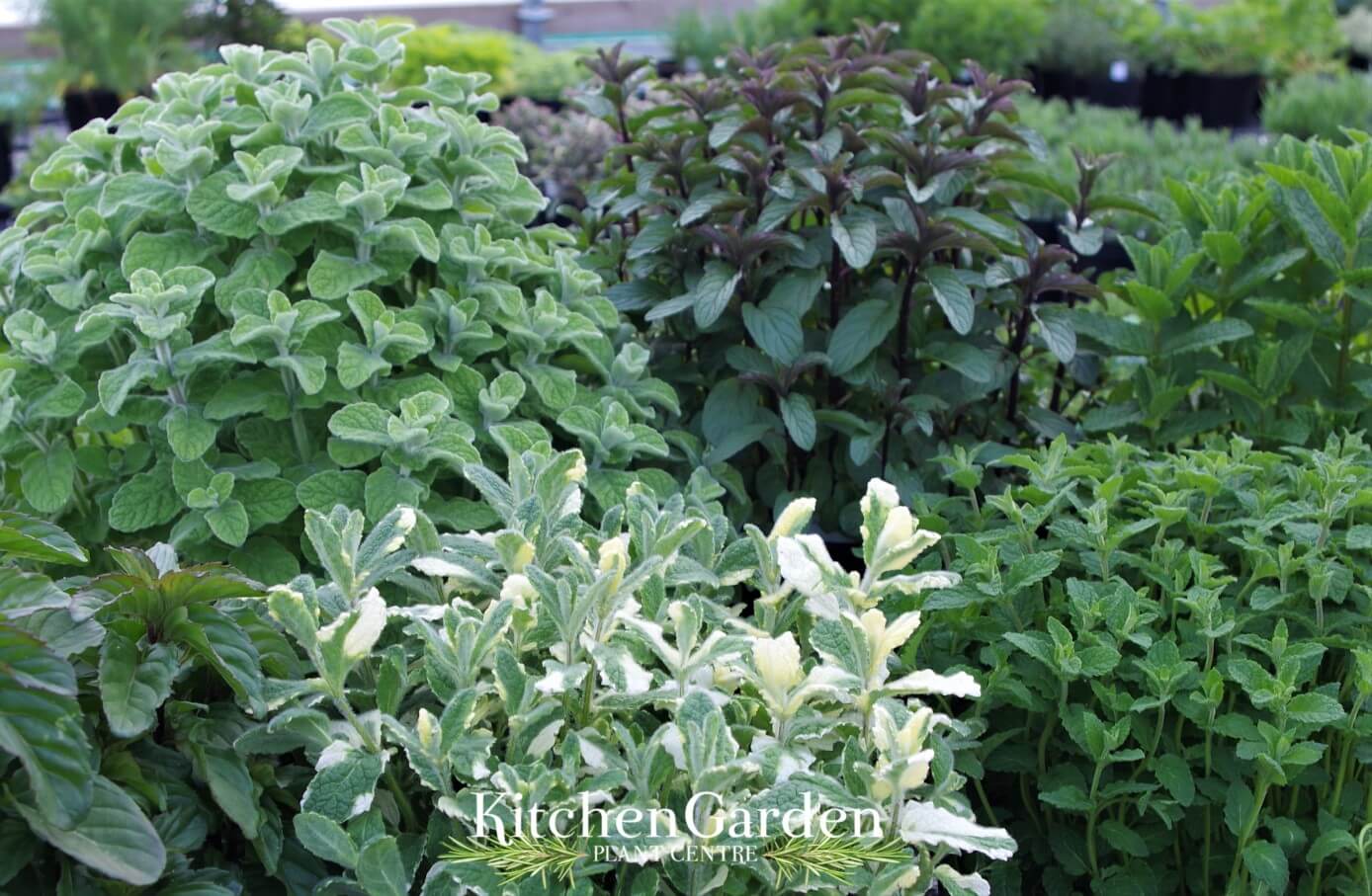 Mint Collection - 6 Mint varieties – Kitchen Garden Plant Centre
