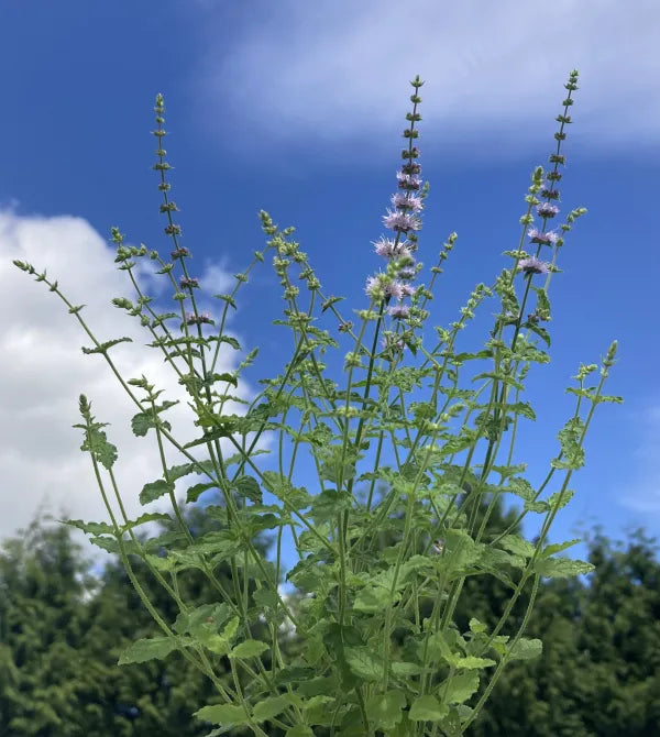 Strawberry Mint – Kitchen Garden Plant Centre