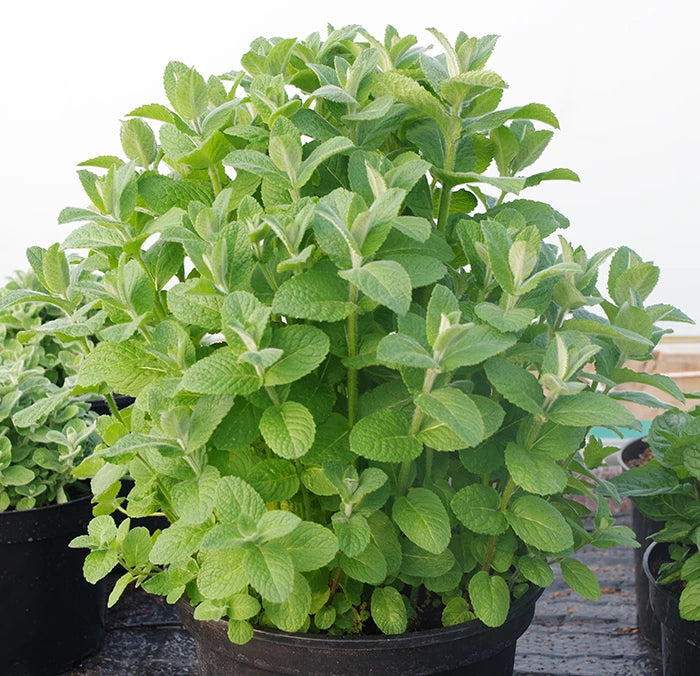 Apple Mint Plant - Best for Fruity Mint Sauces & Teas