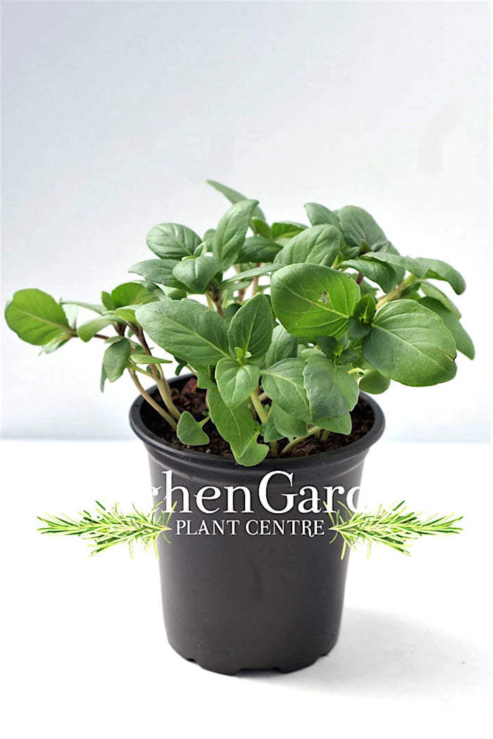 cinnamon herb plant Cinnamon Basil Plant - Aromatic Spice Scented Herb