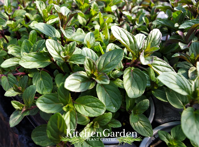 Black Peppermint Plant - Strong Flavour for Tea & Sweets