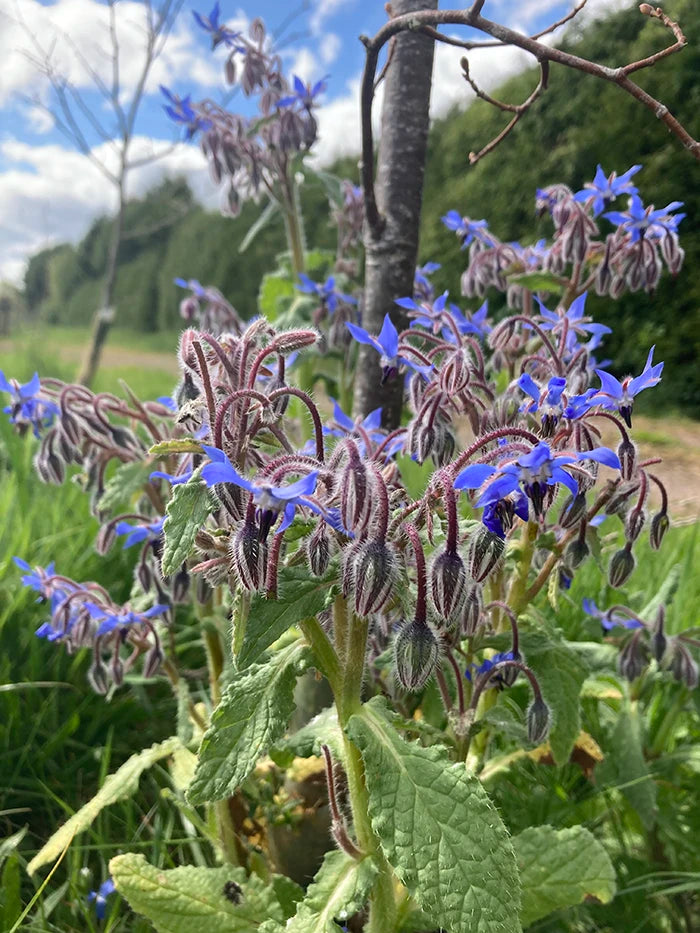 plant with purple or blue flowers and edible seeds Borage Plant - Edible Blue Flowers for Pimms & Bees