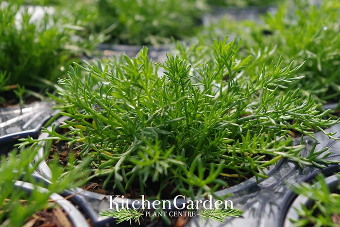 potted chamomile plant German Chamomile Plant - Daisy Flowers for Tea - Medicinal