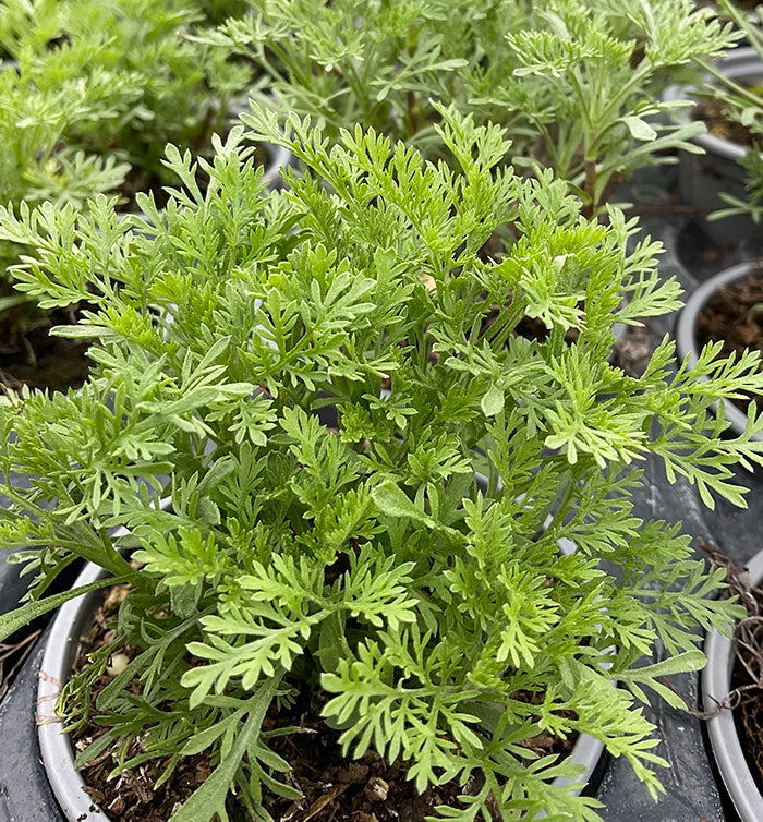 Cola Scented Southernwood Plant - Unique Aromatic Shrub