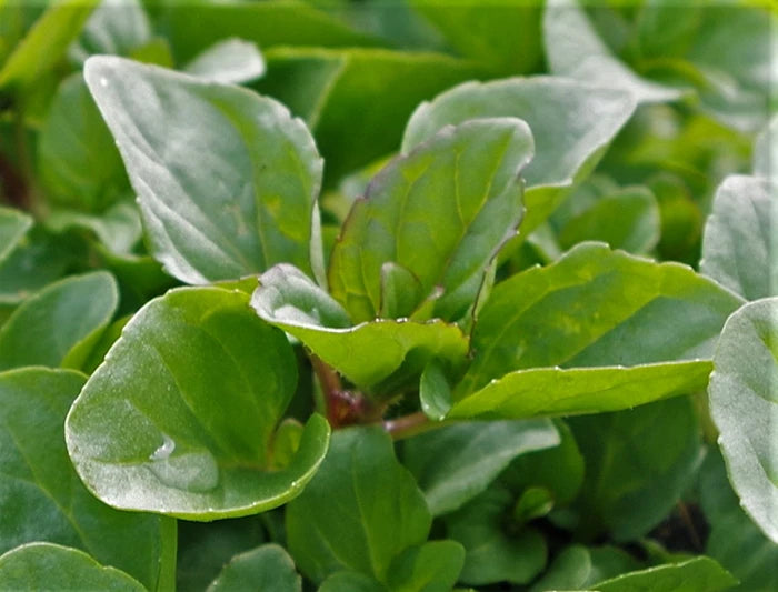 Eau de Cologne Mint - Fragrant for Sauces & Vinaigrettes