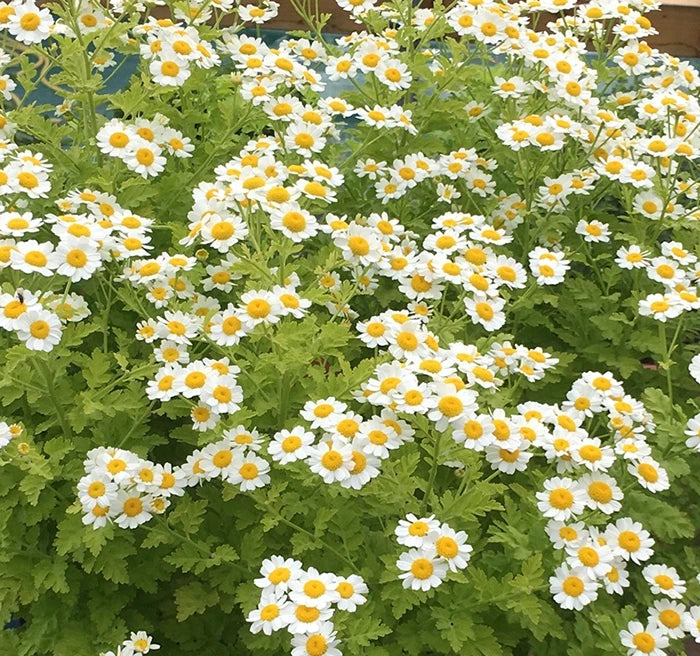 Feverfew - Hardy Medicinal Herb for Migraines