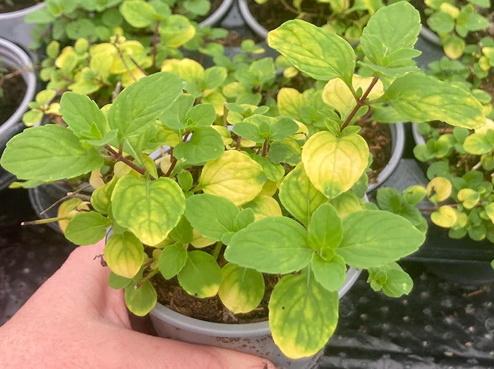 ginger mint plant Ginger Mint – Kitchen Garden Plant Centre