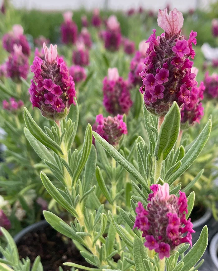 Lavender LavLov 'Deep Pink' – Kitchen Garden Plant Centre