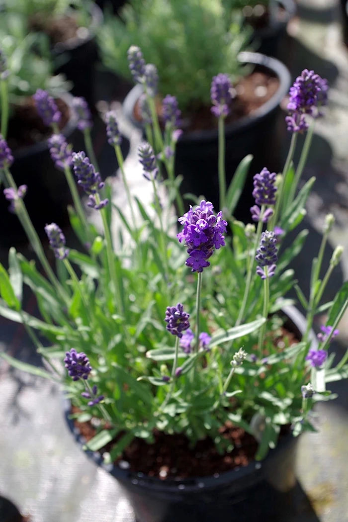 vera lavender plant Lavender Vera – Kitchen Garden Plant Centre