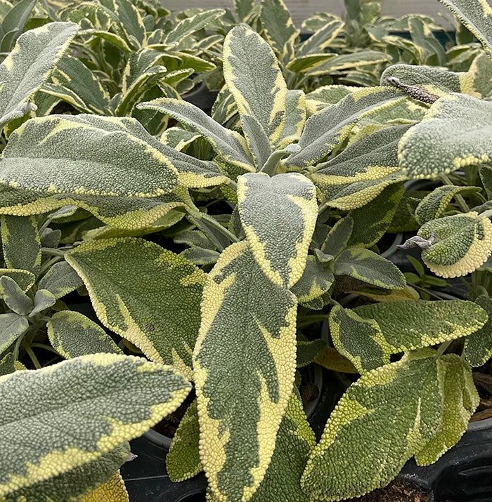 Sage Berggarten