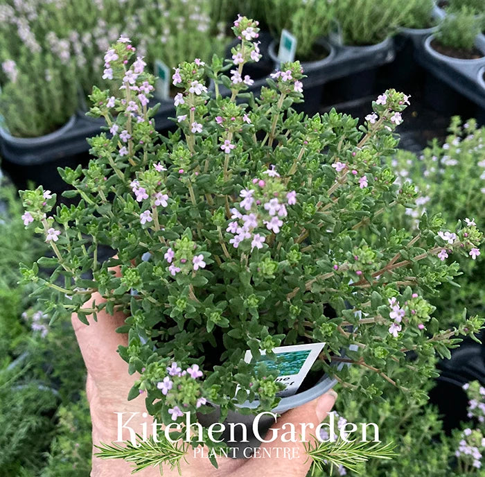 Thyme Compact – Kitchen Garden Plant Centre