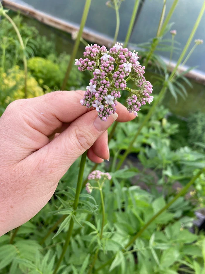 Valerian – Kitchen Garden Plant Centre