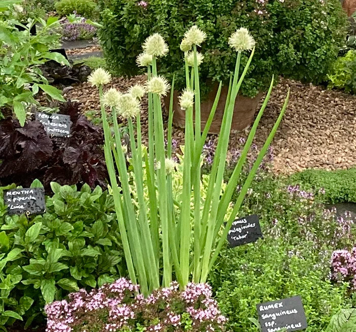 Welsh Onion – Kitchen Garden Plant Centre