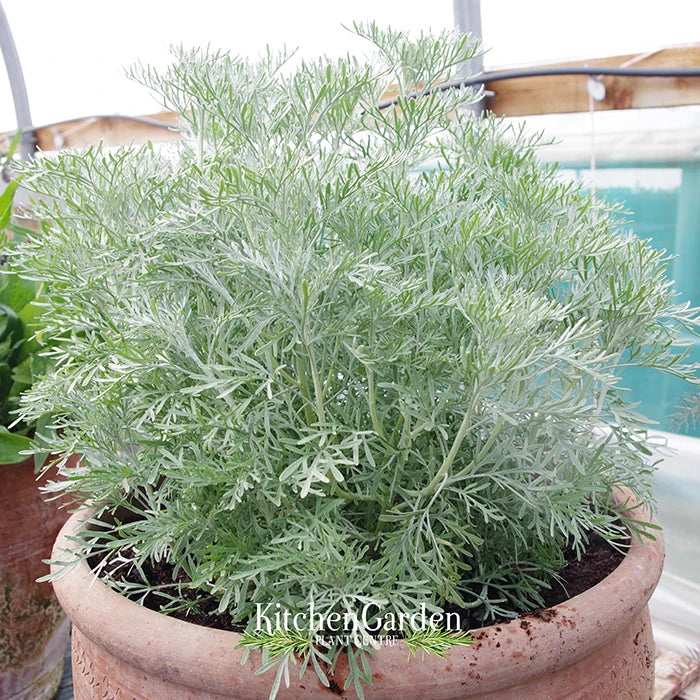 wormwood potted plant Wormwood – Kitchen Garden Plant Centre