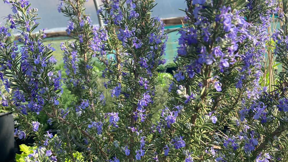 Kitchen Garden Guide to Rosemary