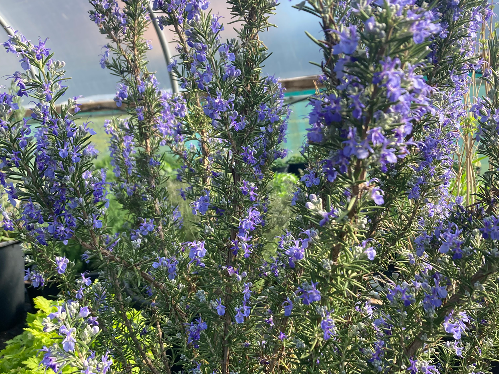 Kitchen Garden Guide to Rosemary