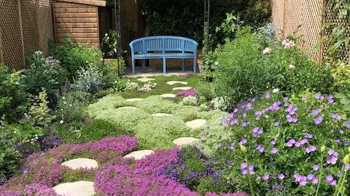 A lush, mature creeping thyme lawn in a UK garden showing full coverage after one year. The image demonstrates the results of dense planting using 9cm pots spaced at 15cm intervals to suppress weeds and create a white and purple-flowered carpet.