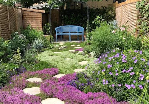 A lush, mature creeping thyme lawn in a UK garden showing full coverage after one year. The image demonstrates the results of dense planting using 9cm pots spaced at 15cm intervals to suppress weeds and create a white and purple-flowered carpet.