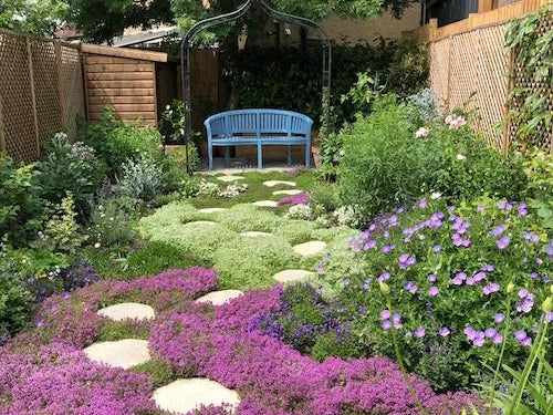 A lush, mature creeping thyme lawn in a UK garden showing full coverage after one year. The image demonstrates the results of dense planting using 9cm pots spaced at 15cm intervals to suppress weeds and create a white and purple-flowered carpet.