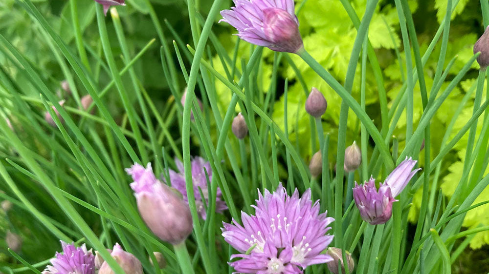 Winter Herb Festive Essentials