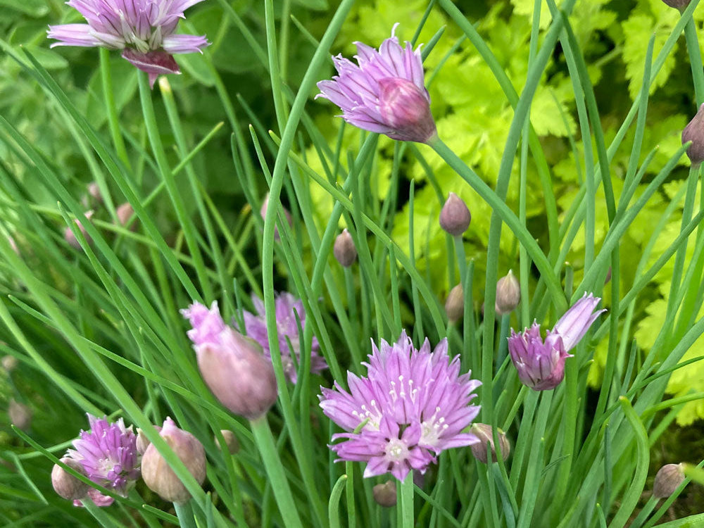 Winter Herb Festive Essentials