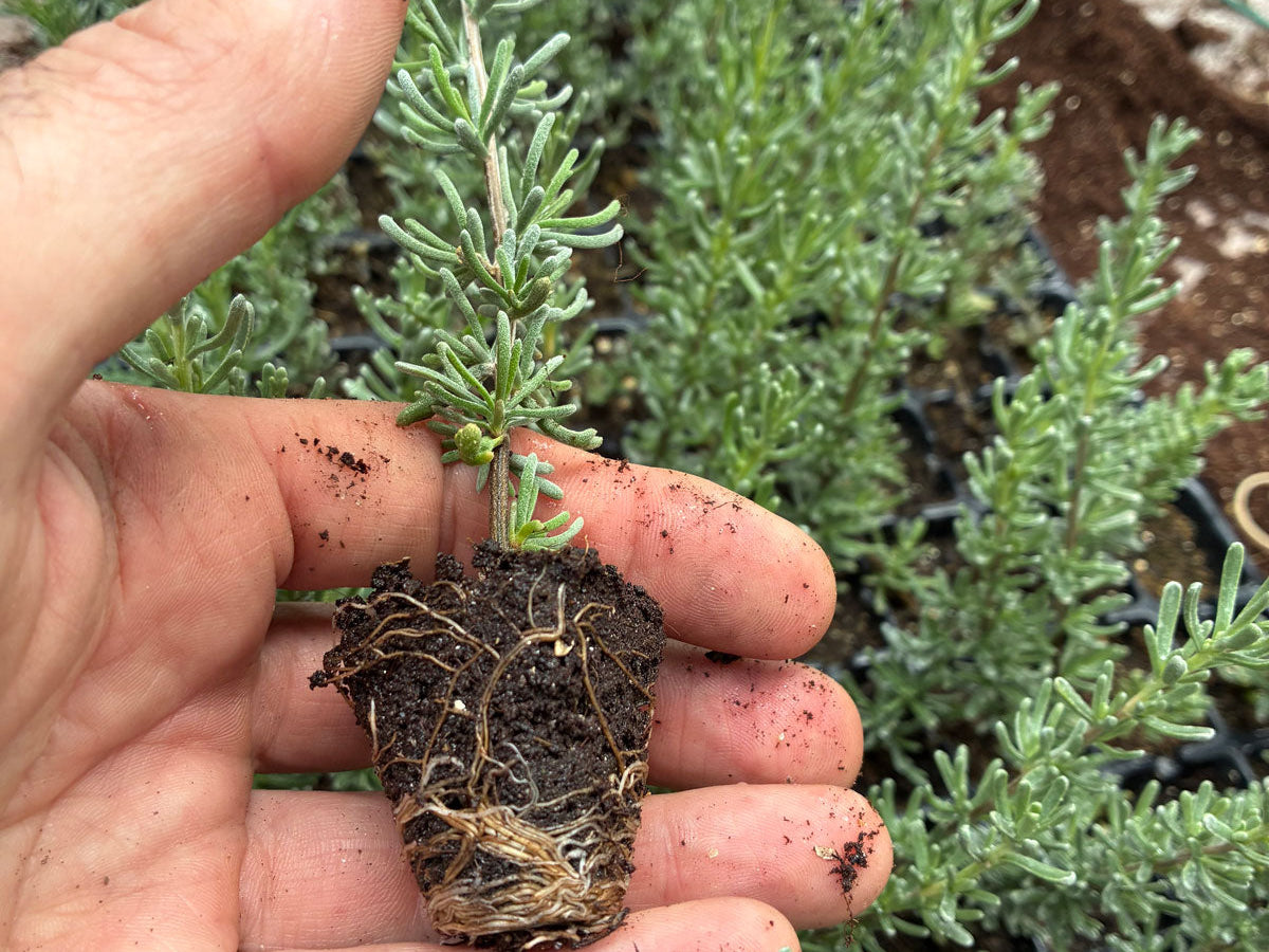 Propagating by cuttings