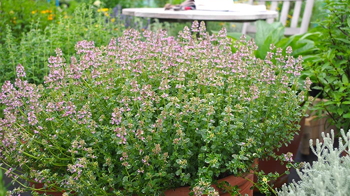 Growing Thyme