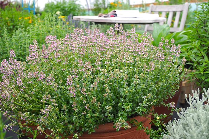 Growing Thyme