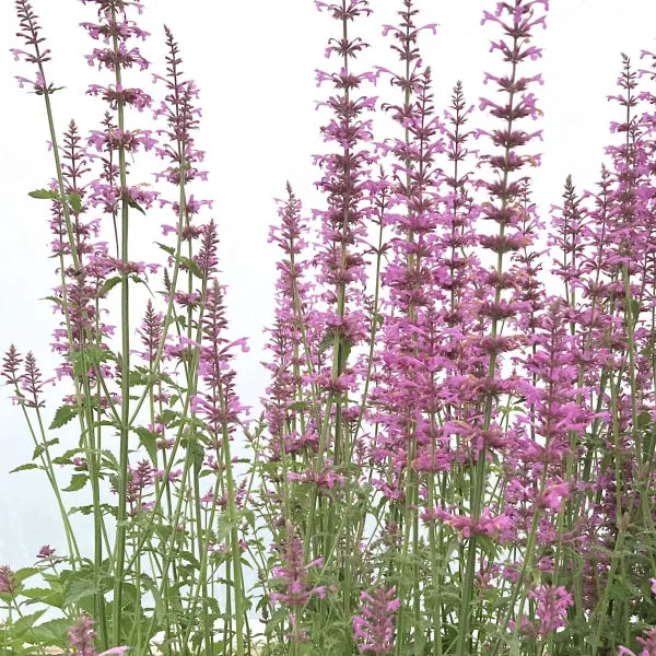 Agastache 'Rose Mint'