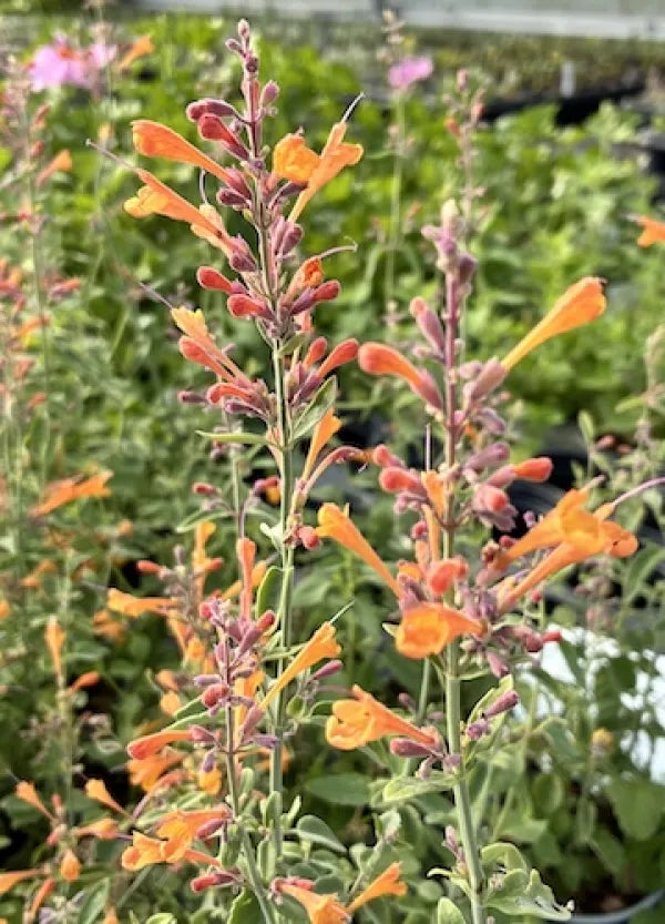 Agastache 'Apricot Sprite'