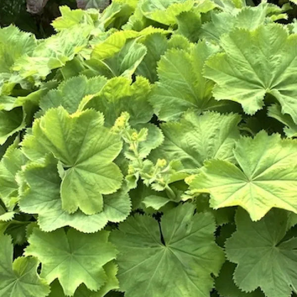 Ladys Mantle 'Thriller'