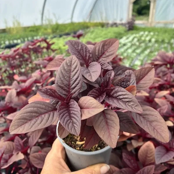 Amaranth 'Red Aztec'
