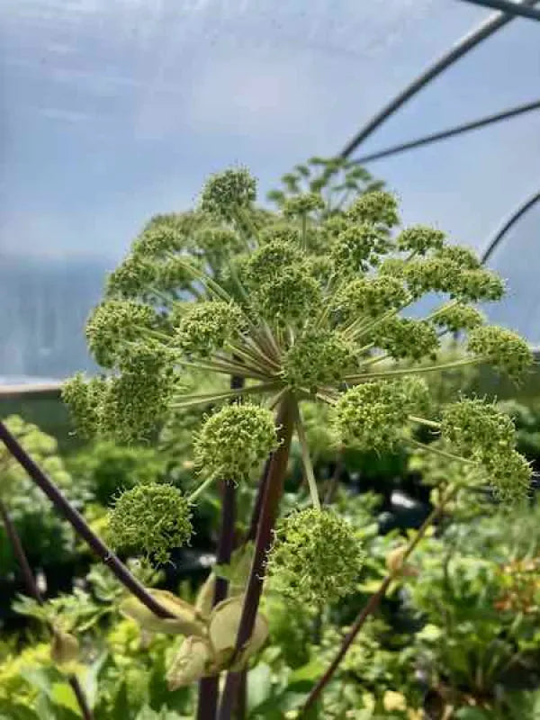 A tall, majestic Angelica plant with large, deeply divided green leaves and rounded greenish-white flower clusters. Grown in a recyclable pot in the UK by Kitchen Garden Plant Centre. 
