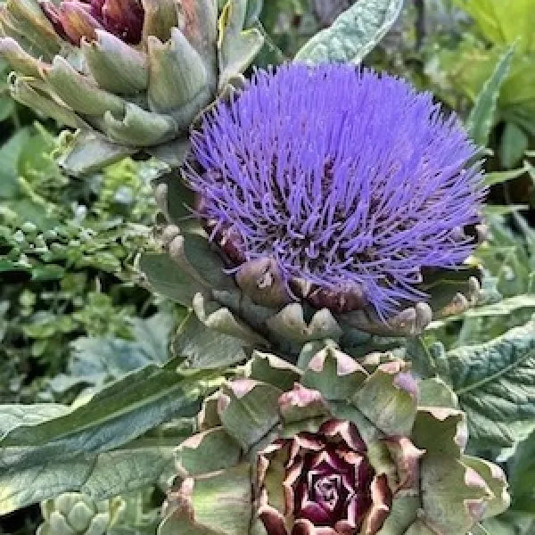 Artichoke 'Green Globe'