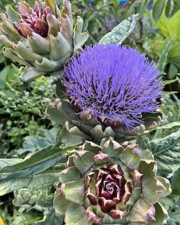 A hardy architectural Artichoke plant with dramatic silvery-grey serrated leaves, ready for planting in a sunny border. Grown in a recyclable pot in the UK by Kitchen Garden Plant Centre.