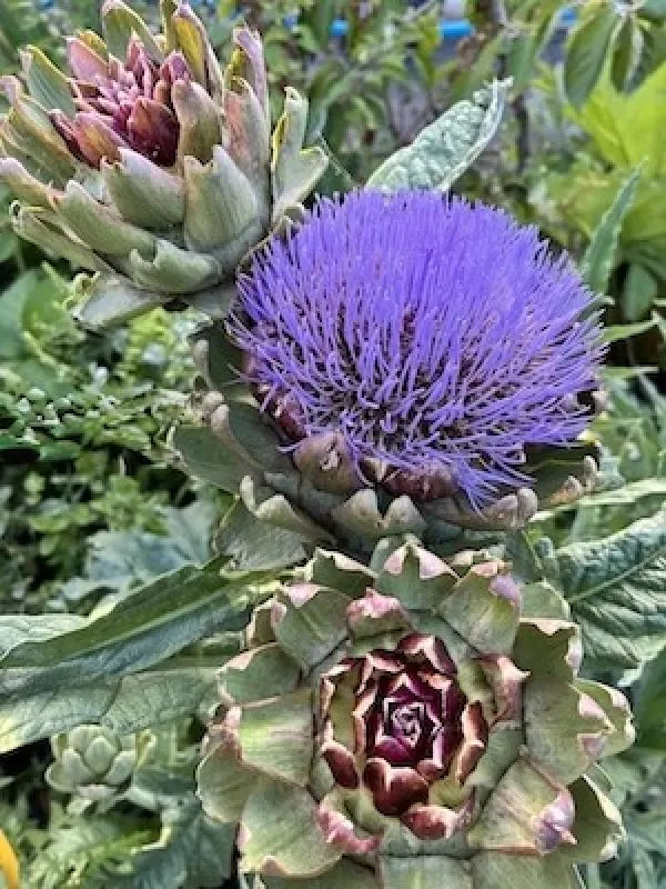 A hardy architectural Artichoke plant with dramatic silvery-grey serrated leaves, ready for planting in a sunny border. Grown in a recyclable pot in the UK by Kitchen Garden Plant Centre.