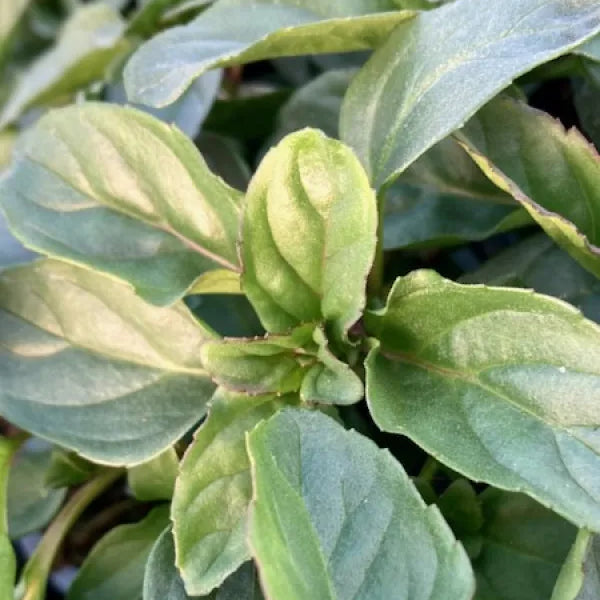 Basil Mint
