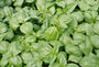 A healthy Sweet Genovese Basil plant with large, glossy green aromatic leaves, perfect for an Italian kitchen garden. 