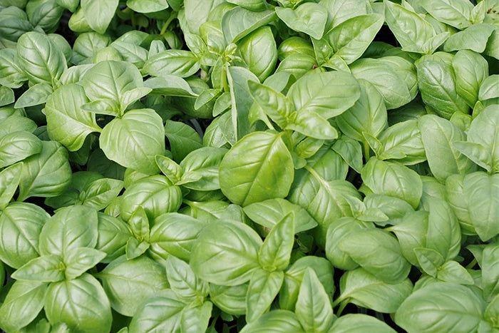 A healthy Sweet Genovese Basil plant with large, glossy green aromatic leaves, perfect for an Italian kitchen garden. 