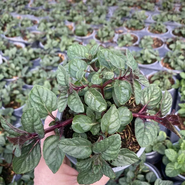 Berries and Cream Mint