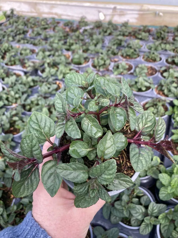 A hardy perennial Berries and Cream Mint plant with dark green leaves and a sweet, fruity-mint fragrance. Grown in a recyclable pot in the UK by Kitchen Garden Plant Centre.