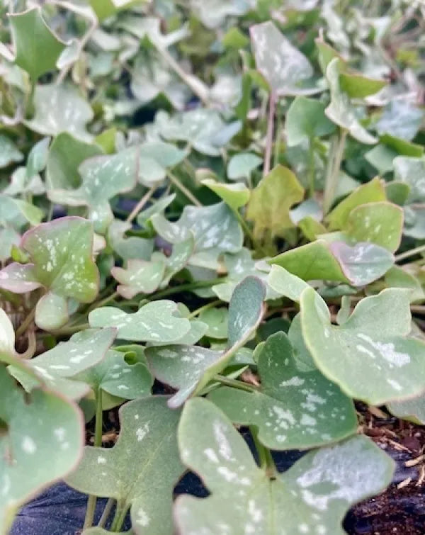 A healthy Buckler Leaf Sorrel plant with characteristic arrow-shaped green leaves, known for its tangy lemon flavour. Grown in a recyclable pot in the UK by Kitchen Garden Plant Centre.