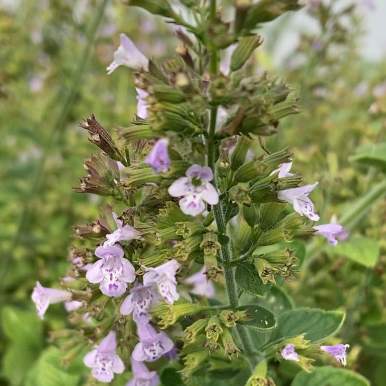 Lesser Calamint