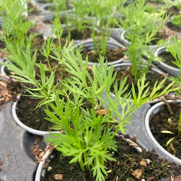 Caraway
