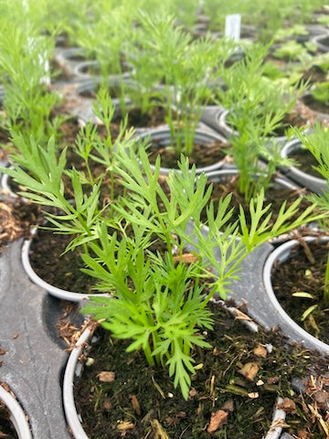 Caraway