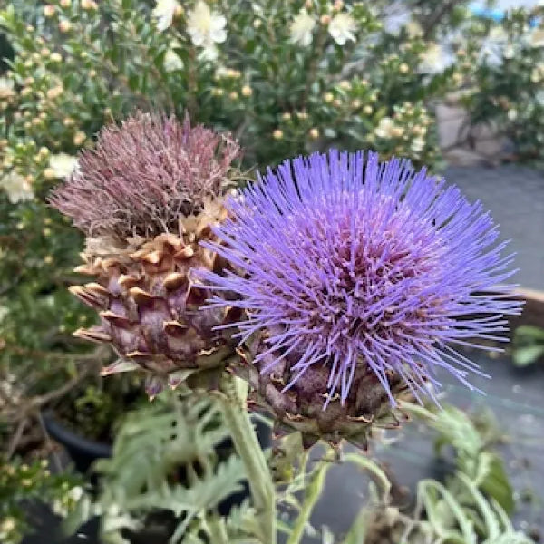 Cardoon