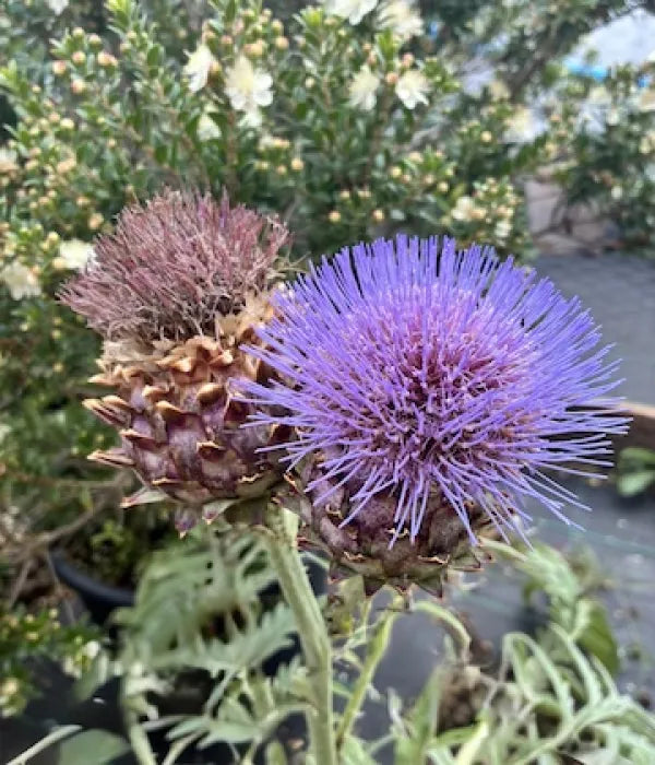 Cardoon