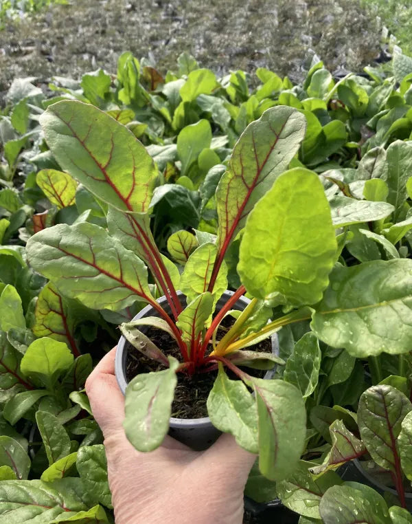 Chard 'Bright Lights'