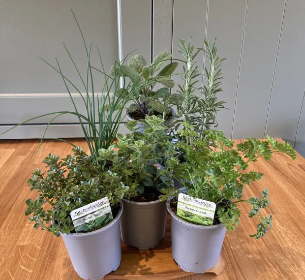 Essential Kitchen Garden Herbs 6